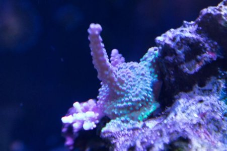 Nookies Cookies coral 3-30-2020.jpg