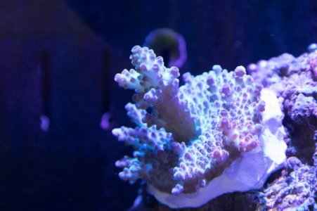 Acro SS coral 12-17-19.jpg