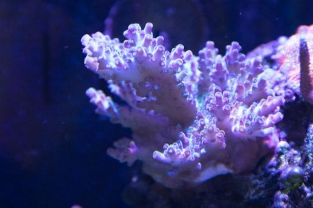 Acro SS coral 3-30-2020.jpg