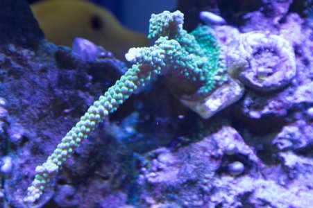 Green Slimer coral 12-17-19.jpg