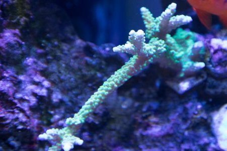 Green Slimer coral 3-30-2020.jpg