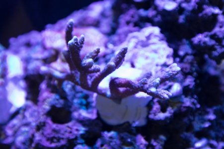 German Blue Digi coral 12-17-19.jpg