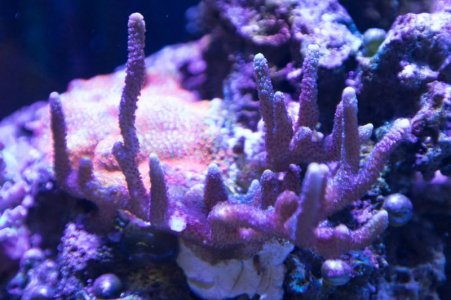 German Blue Digi coral 3-30-2020.jpg