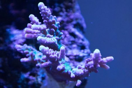 WWC Yellow Tips coral 3-30-2020.jpg