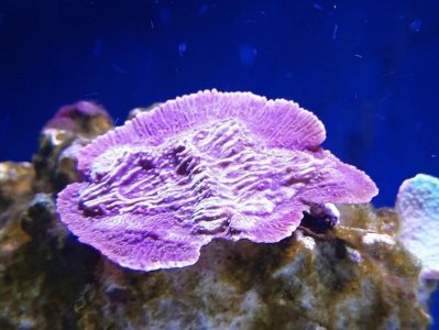 Montipora.jpg