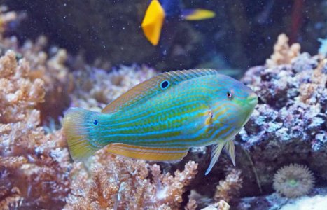 MelanurusWrasse2020033101resize.jpg