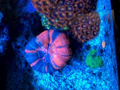 coral11.jpg