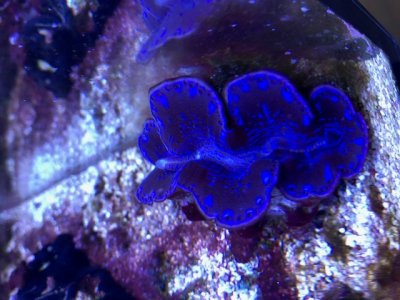 coral15.jpg