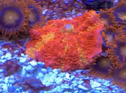 coral10.jpg