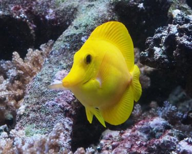 YellowTang2019102201Resized.jpg