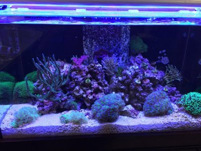 all corals REDUCED.jpg