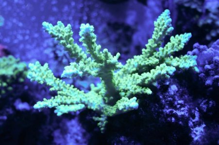 green highlighter acro 2012.jpg