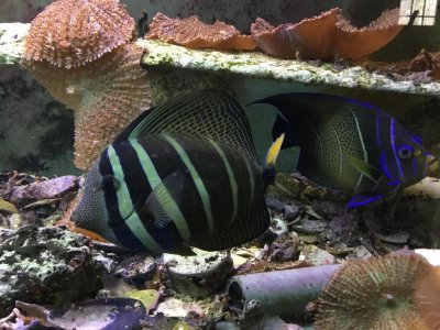 sailfin1.jpg