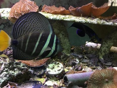 sailfin2.jpg