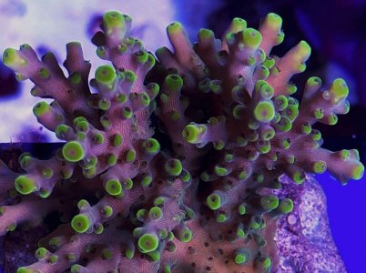 Acropora - sample.jpg