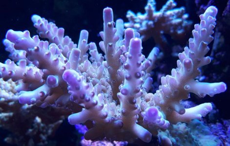 Acropora - sample02.jpg