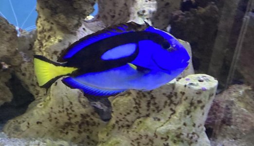 Blue.jpg