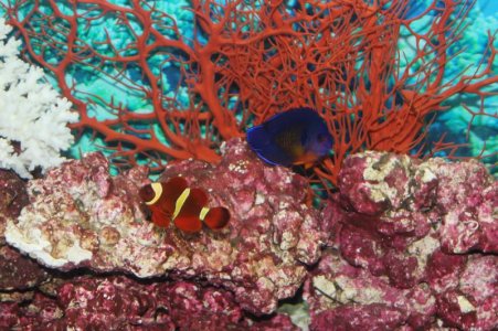 Maroon Clown & Coral Beauty.jpg