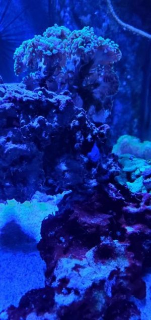 Fish 1.jpg