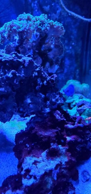 Fish 2.jpg