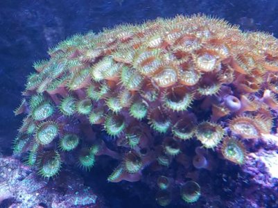 green zoanthids_4.jpg