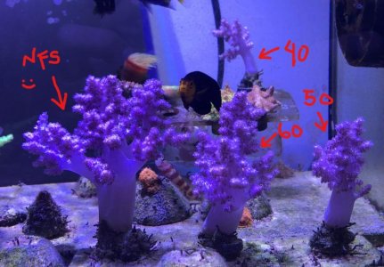 Kojiwada Frags With Price.jpg