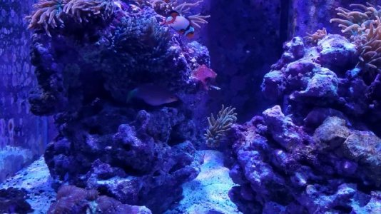 fat six line wrasse 2.jpg