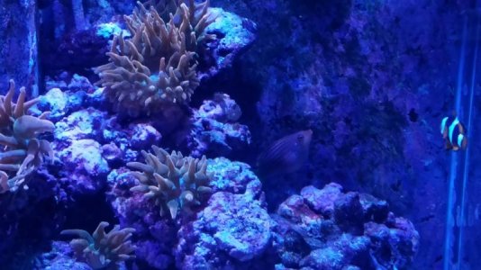 fat six line wrasse.jpg