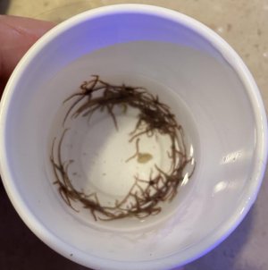 Screen Shot 2020-05-09 at 2.56.44 PM.jpg