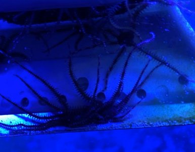 Screen Shot 2020-05-09 at 2.56.57 PM.jpg