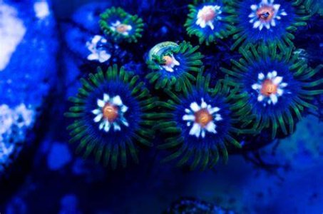 pinwheel zoas.jpg