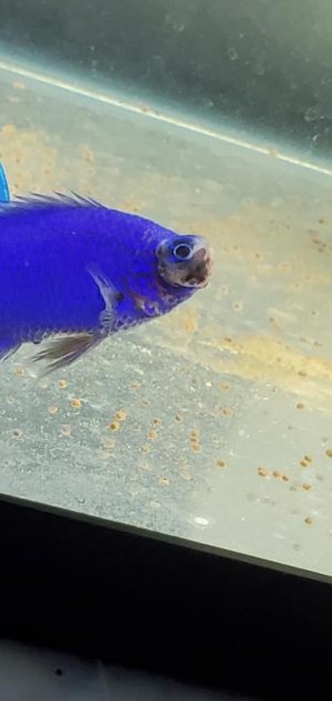 fish 22.jpg