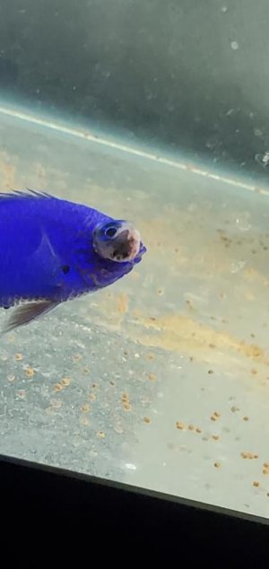 fish33.jpg
