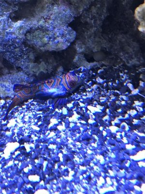 Mandarin Goby White Spot (1).jpg