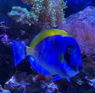 POWDER BLUE TANG.jpg