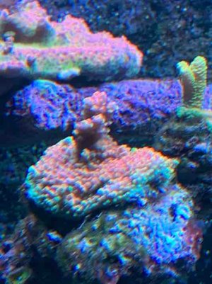 IMG_1525.jpg