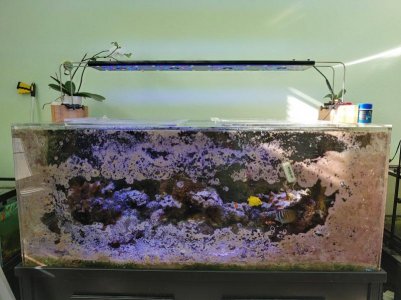 240g_reefbreeder.jpg
