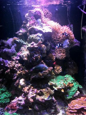 rose anemones.jpg