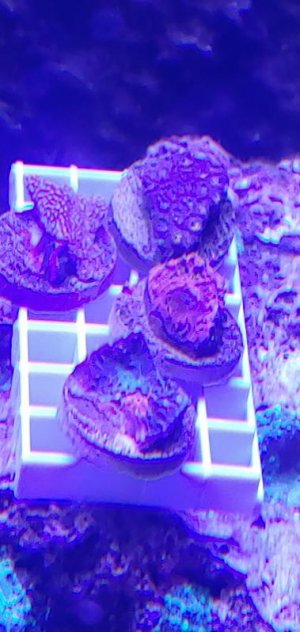 new_corals.jpg