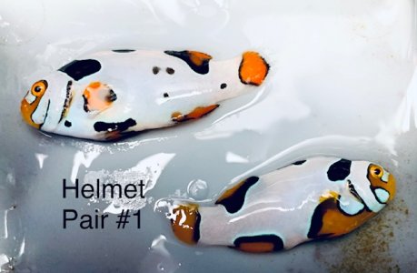 Helmet Pair 1.jpg