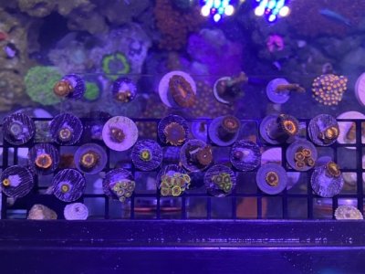 tank shot .jpg