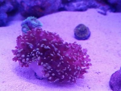 frogspawn.jpg