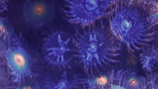 Zoa problem radiating.jpg