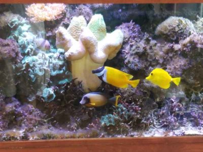 all_fish2.jpg