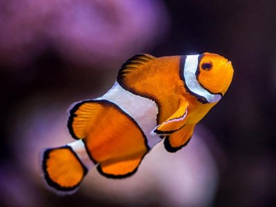 clownfish.jpg