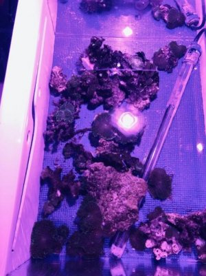Coral.jpg