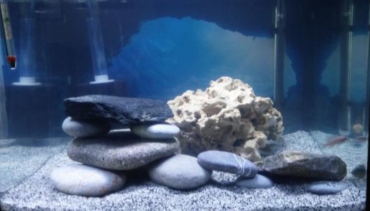 BioCube with Rocks & Fish.jpg