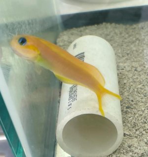 midas blenny 1.jpg