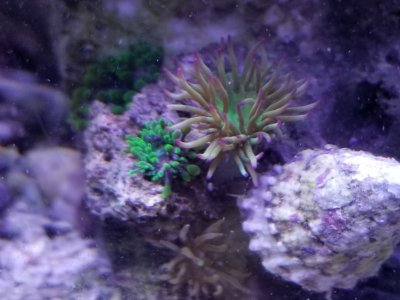 Tulip Anemone.jpg