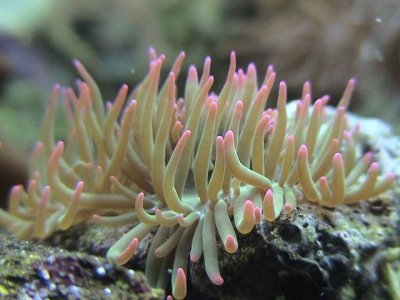 Tulip Anemone 1.jpg